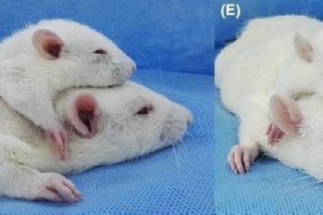 جراح جنجالی سر یک موش را به موش دیگر پیوند زد+تصاویر