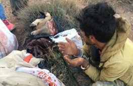 شکار قوچ در مناطق آزاد شاهوار شاهرود/ یک متخلف دستگیر شد