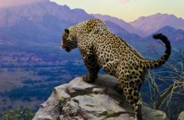 پلنگ مقصر همواره حمله وحوش به رمه های دام