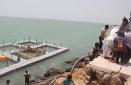 آغاز پرورش ماهی در ساحل چابهار